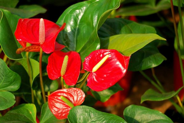 Ý nghĩa của hoa hồng môn