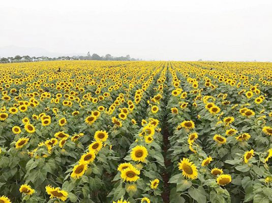 Ý nghĩa hoa hướng dương trong cuộc sống