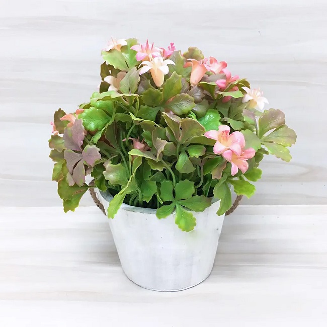Chậu hoa dành tặng bạn thân ngày Valentine với ý nghĩa sâu sắc